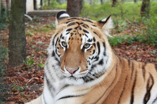 Tiger Photos