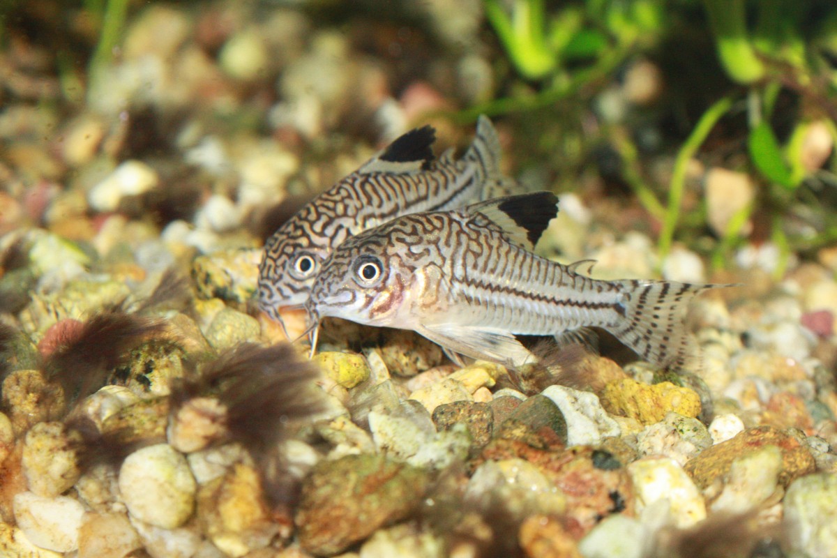 Fish