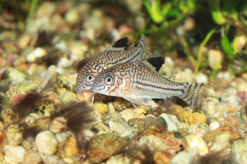 Fish
