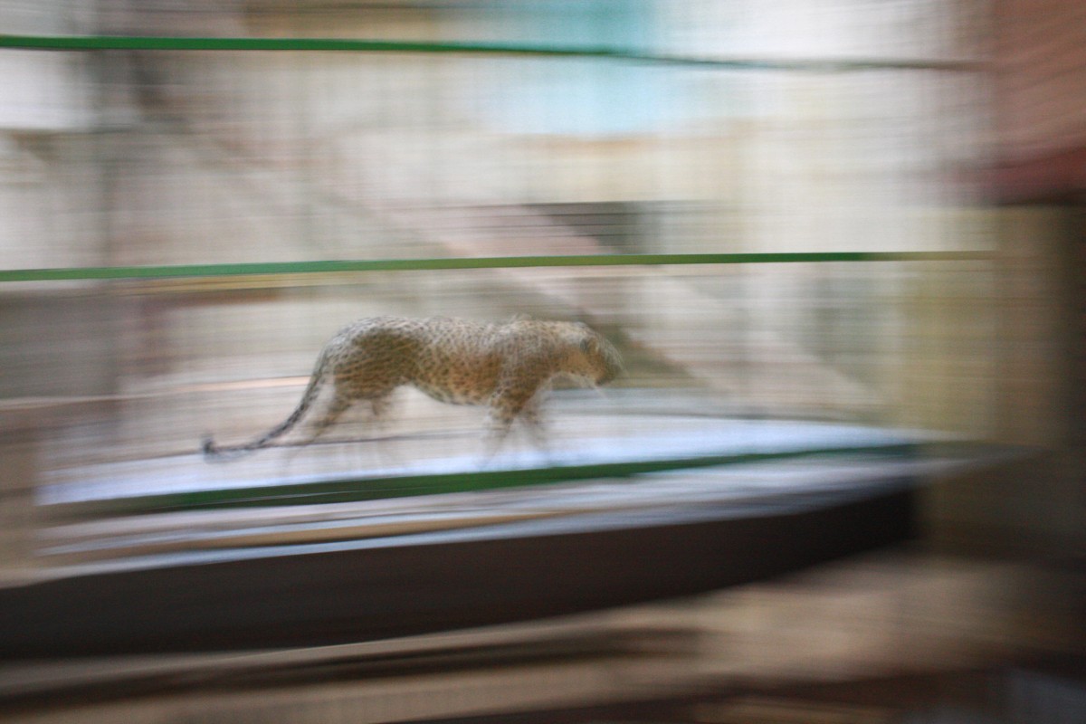 Speed