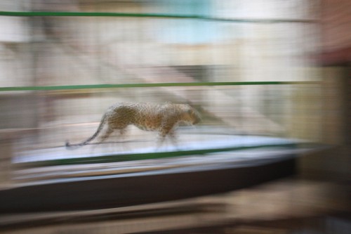 Speed