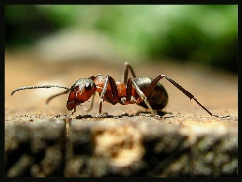 About ants and humans …